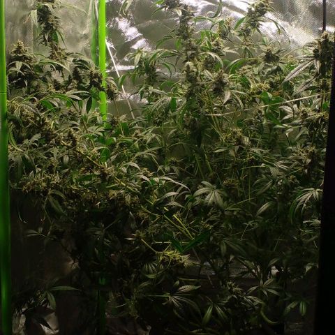 Watermelon Zkittlez growlog timeline photo