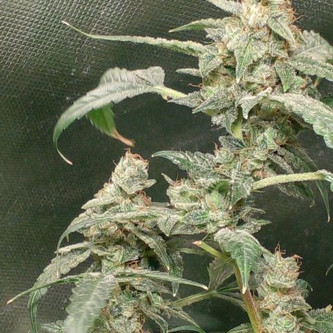 Watermelon Zkittlez growlog timeline photo