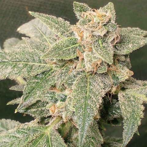 Watermelon Zkittlez growlog timeline photo