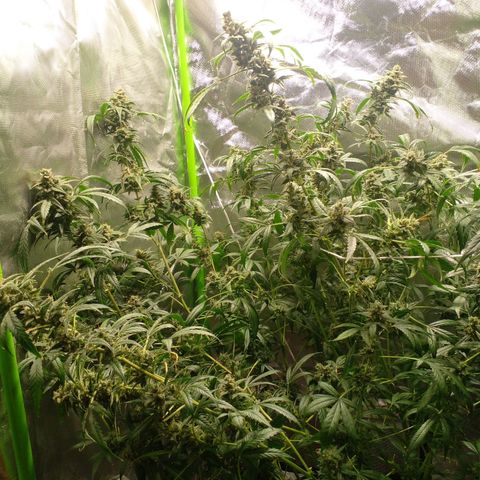 Watermelon Zkittlez growlog timeline photo