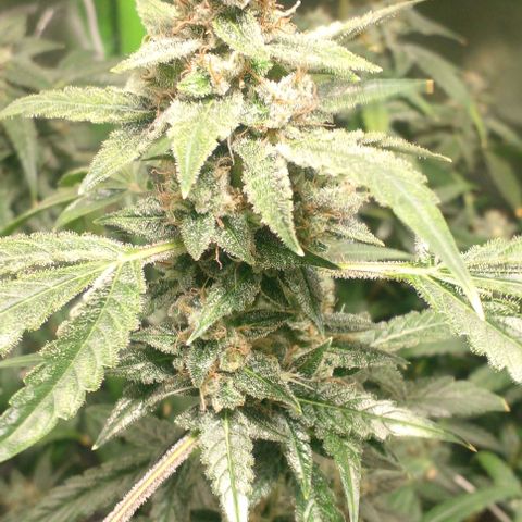Watermelon Zkittlez growlog timeline photo