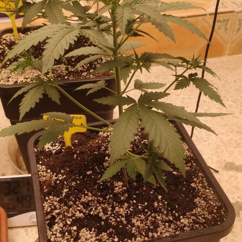 Ztrawberriez growlog timeline photo