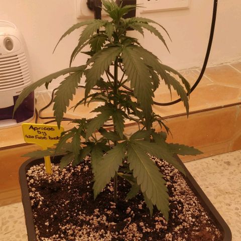Apricot growlog timeline photo