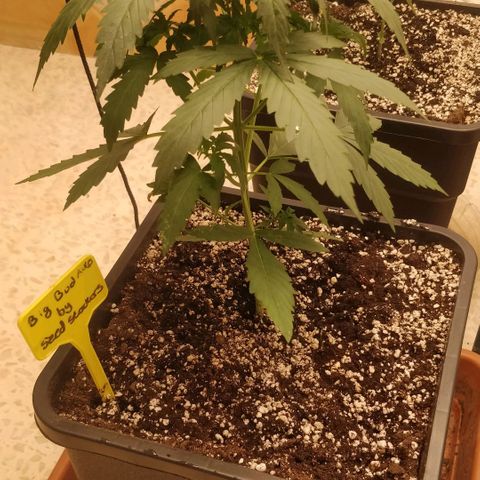 Big Bud growlog timeline photo