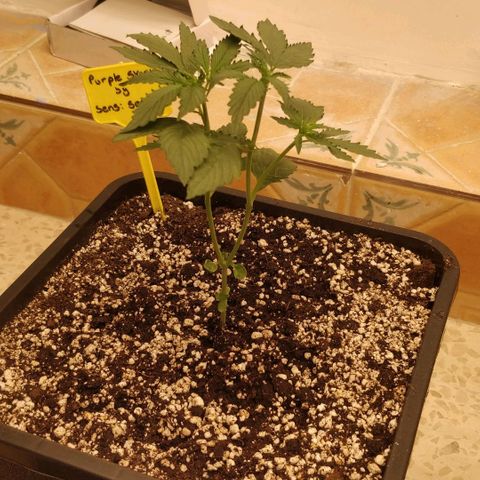 Purple Skunk growlog timeline photo
