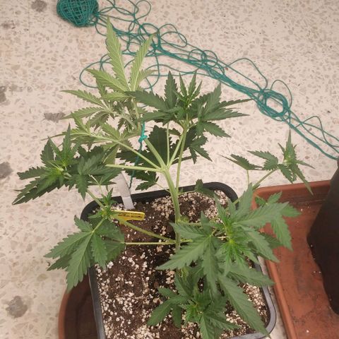 Ztrawberriez growlog timeline photo