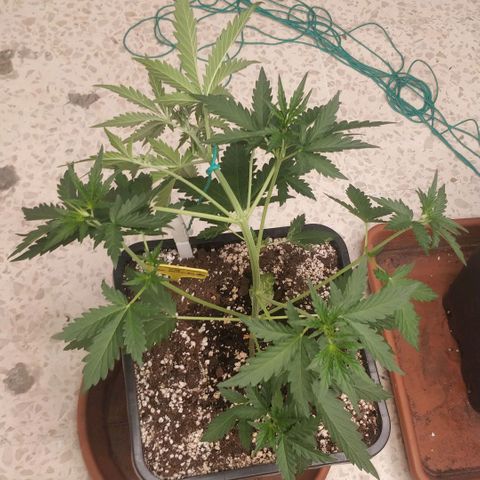 Ztrawberriez growlog timeline photo
