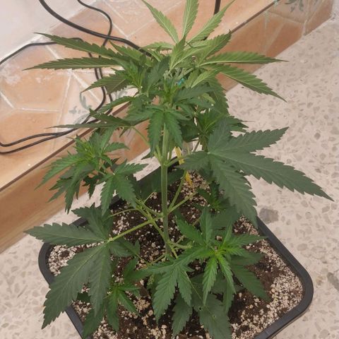 Apricot growlog timeline photo