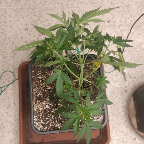 Big Bud growlog timeline photo