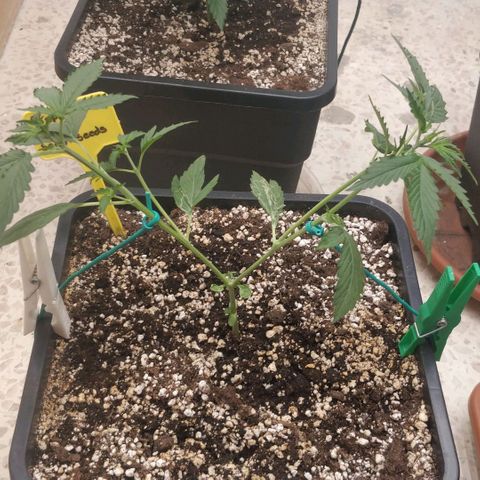 Purple Skunk growlog timeline photo