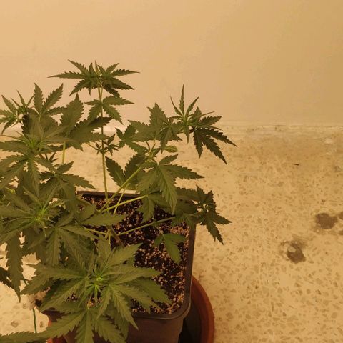 Ztrawberriez growlog timeline photo