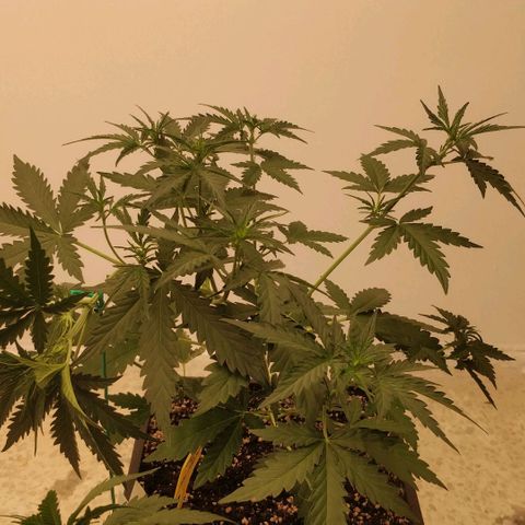 Ztrawberriez growlog timeline photo