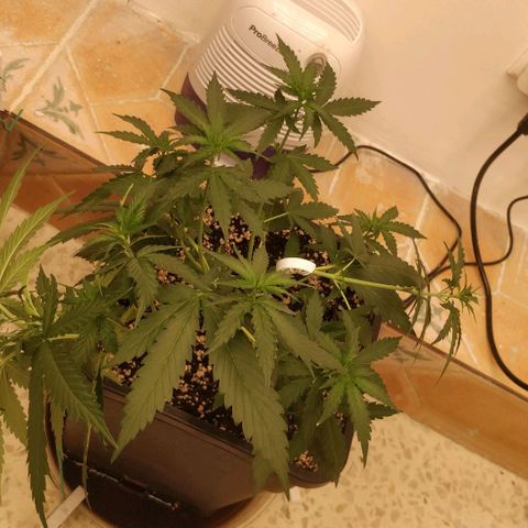 Apricot growlog timeline photo