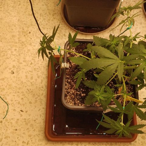 Big Bud growlog timeline photo