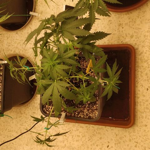 Big Bud growlog timeline photo