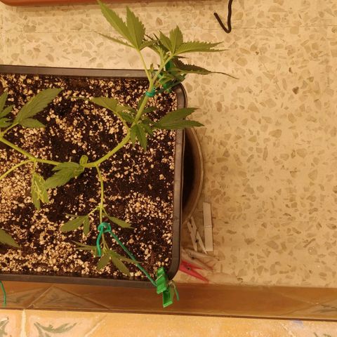Purple Skunk growlog timeline photo