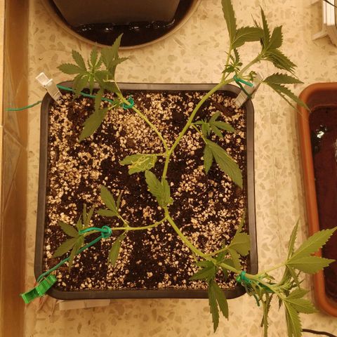 Purple Skunk growlog timeline photo