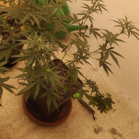 Ztrawberriez growlog timeline photo