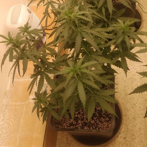 Apricot growlog timeline photo