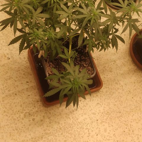 Big Bud growlog timeline photo