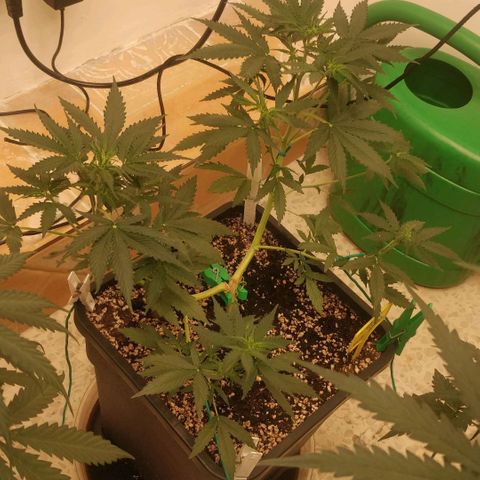 Purple Skunk growlog timeline photo