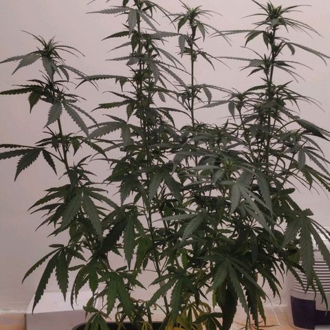 Apricot growlog timeline photo