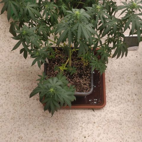 Big Bud growlog timeline photo