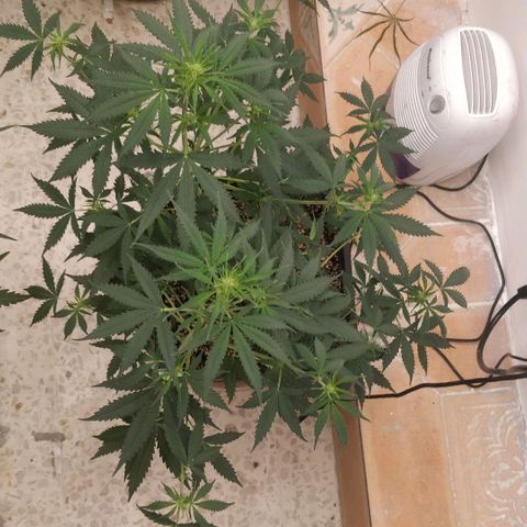Purple Skunk growlog timeline photo