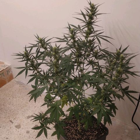 Ztrawberriez growlog timeline photo