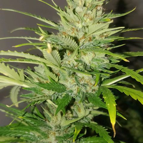Apricot growlog timeline photo
