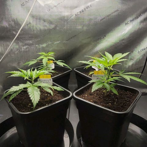 Blueberry Muffin #1 growlog timeline photo