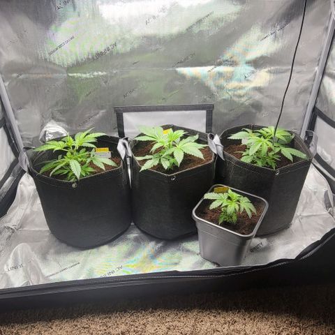 Blueberry Muffin #1 growlog timeline photo