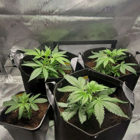 Blueberry Muffin #1 growlog timeline photo