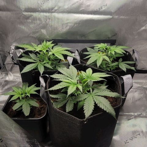 Blueberry Muffin #1 growlog timeline photo