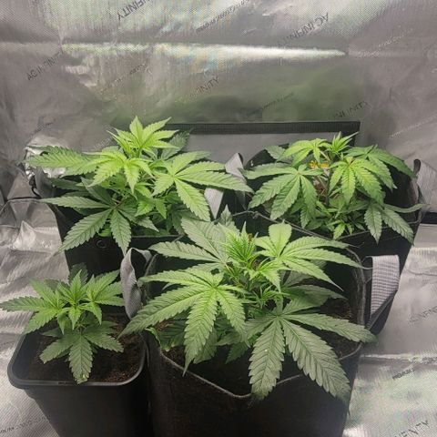 Blueberry Muffin #1 growlog timeline photo