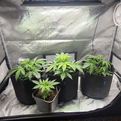 Blueberry Muffin #1 growlog timeline photo