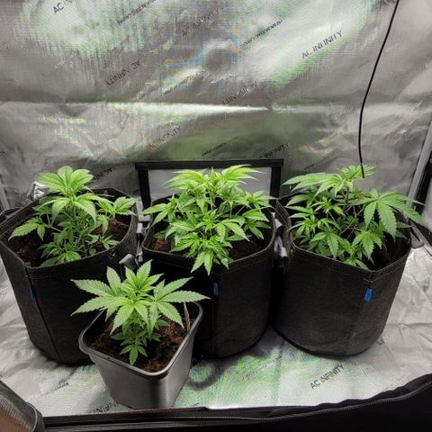 Blueberry Muffin #1 growlog timeline photo