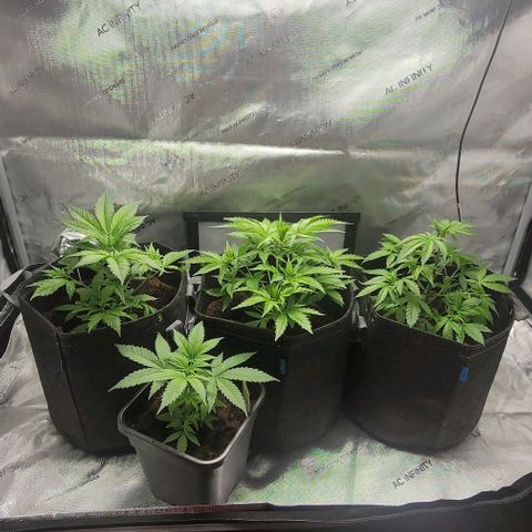 Blueberry Muffin #1 growlog timeline photo