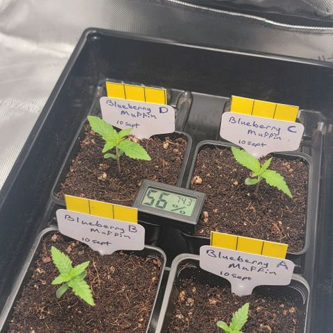 Blueberry Muffin #1 growlog timeline photo