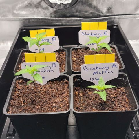 Blueberry Muffin #1 growlog timeline photo