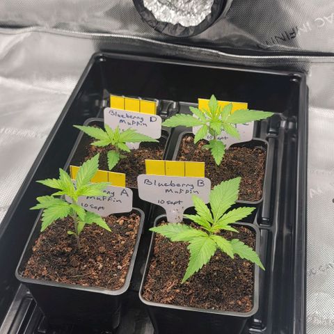 Blueberry Muffin #1 growlog timeline photo