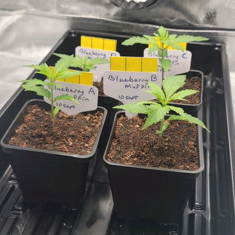 Blueberry Muffin #1 growlog timeline photo