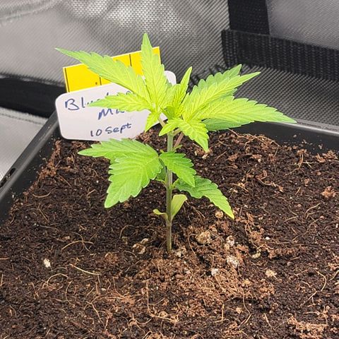 Blueberry Muffin #1 growlog timeline photo