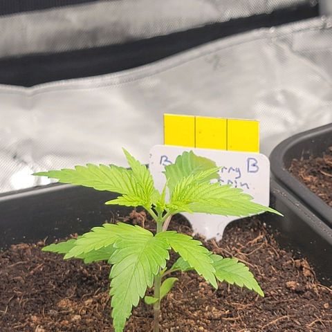 Blueberry Muffin #1 growlog timeline photo