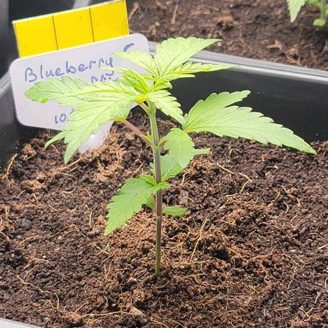Blueberry Muffin #1 growlog timeline photo
