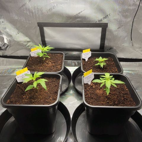 Blueberry Muffin #1 growlog timeline photo
