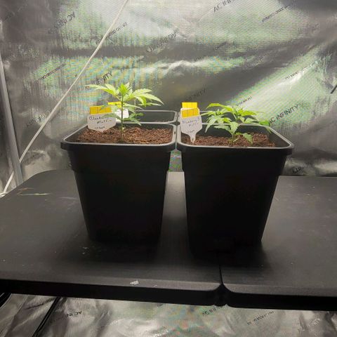 Blueberry Muffin #1 growlog timeline photo
