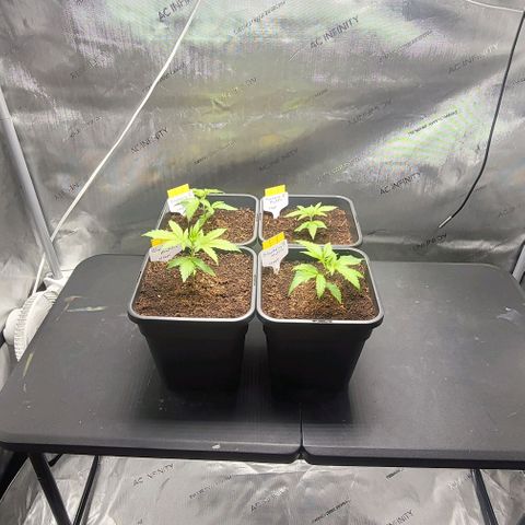 Blueberry Muffin #1 growlog timeline photo