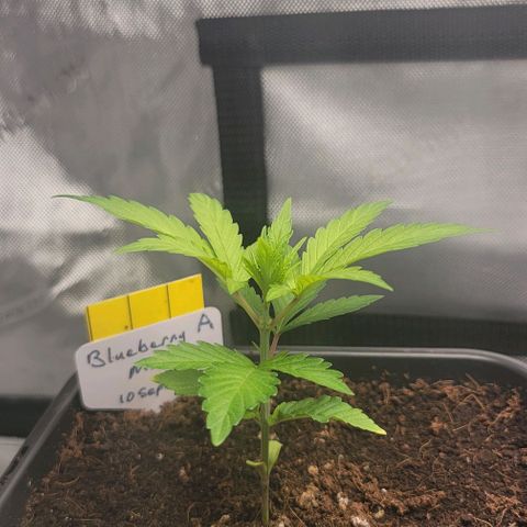 Blueberry Muffin #1 growlog timeline photo