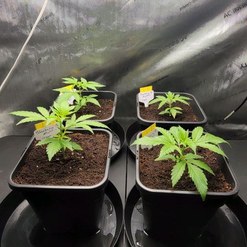 Blueberry Muffin #1 growlog timeline photo